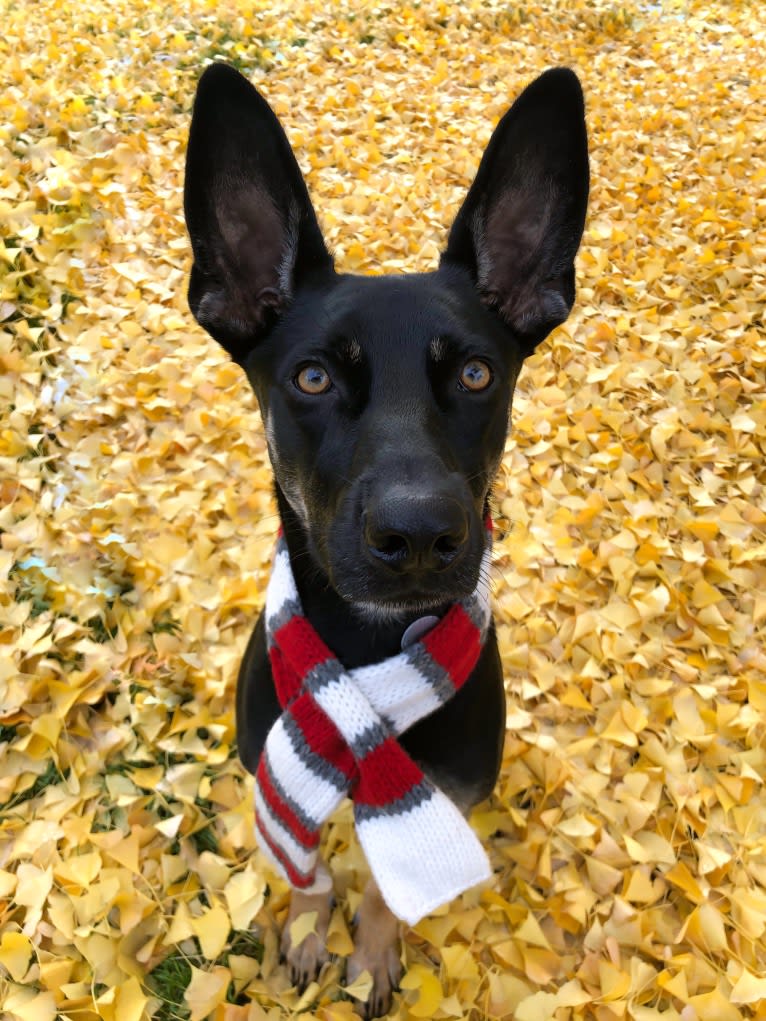 Buddy, a German Shepherd Dog and Weimaraner mix tested with EmbarkVet.com