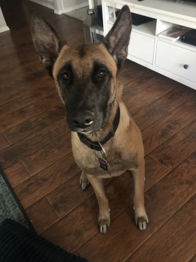 Whiskey, a Belgian Malinois and German Shepherd Dog mix tested with EmbarkVet.com
