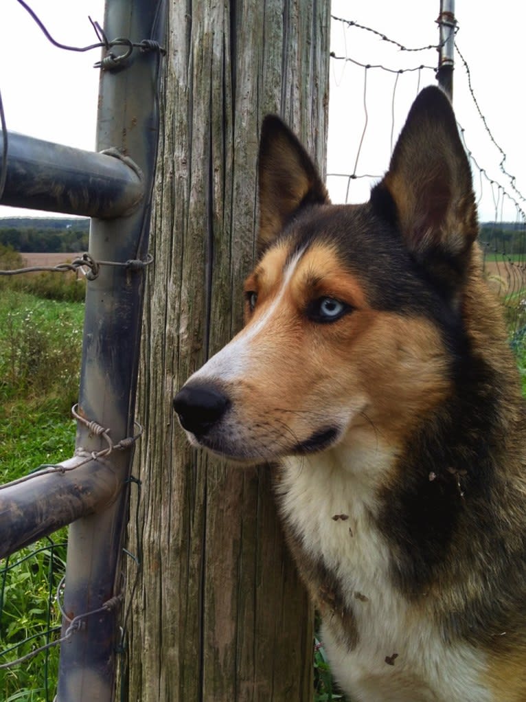 Kai, a Shetland Sheepdog and Siberian Husky mix tested with EmbarkVet.com