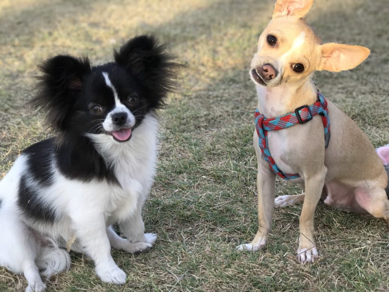 Scout, a Chihuahua tested with EmbarkVet.com