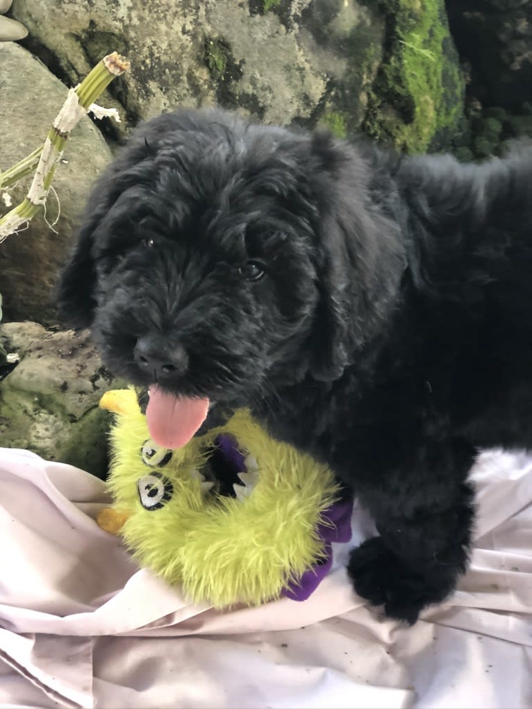 Leopold, a Newfypoo tested with EmbarkVet.com