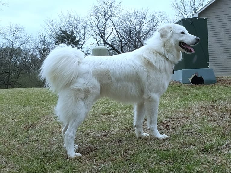 Luca, a Great Pyrenees and Pomeranian mix tested with EmbarkVet.com