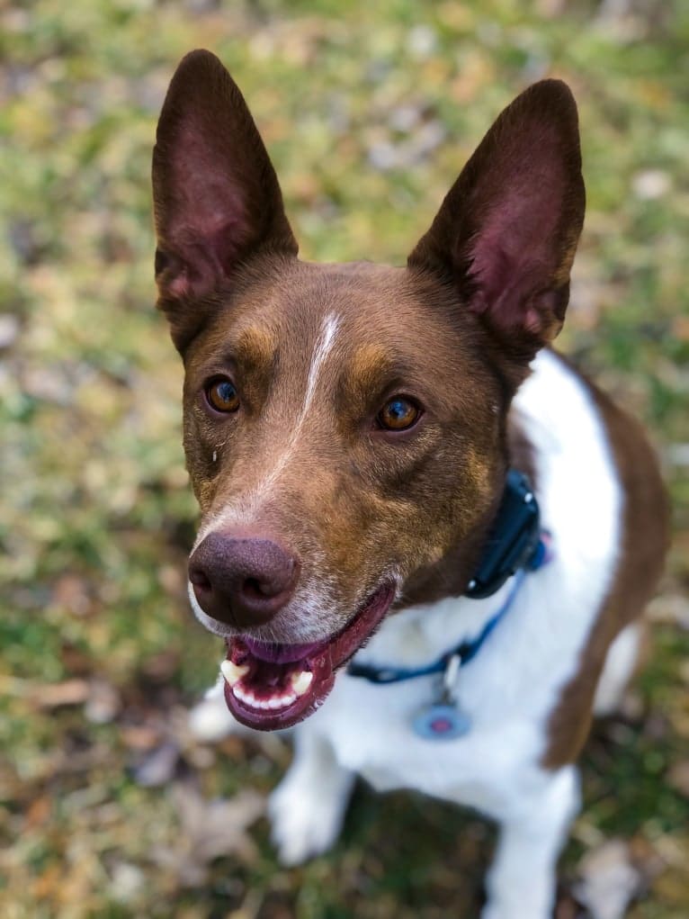 Gemini, a Border Collie and Australian Shepherd mix tested with EmbarkVet.com