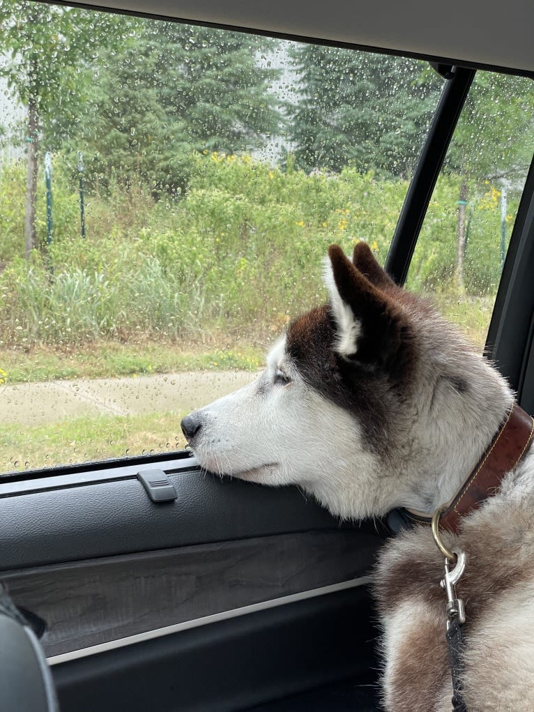 Loki, a Siberian Husky tested with EmbarkVet.com