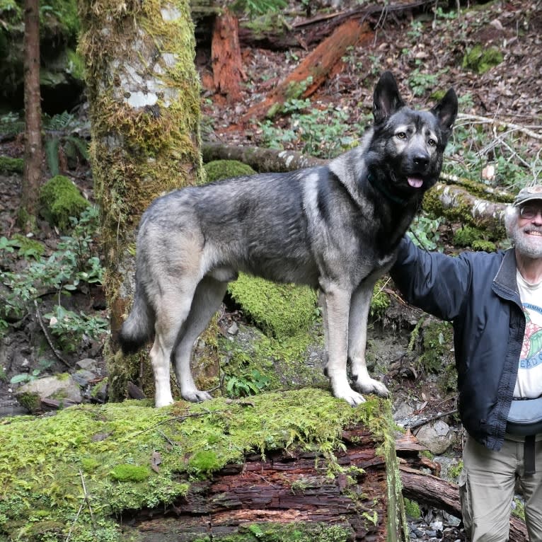 Kodiak, a Caucasian Ovcharka and German Shepherd Dog mix tested with EmbarkVet.com