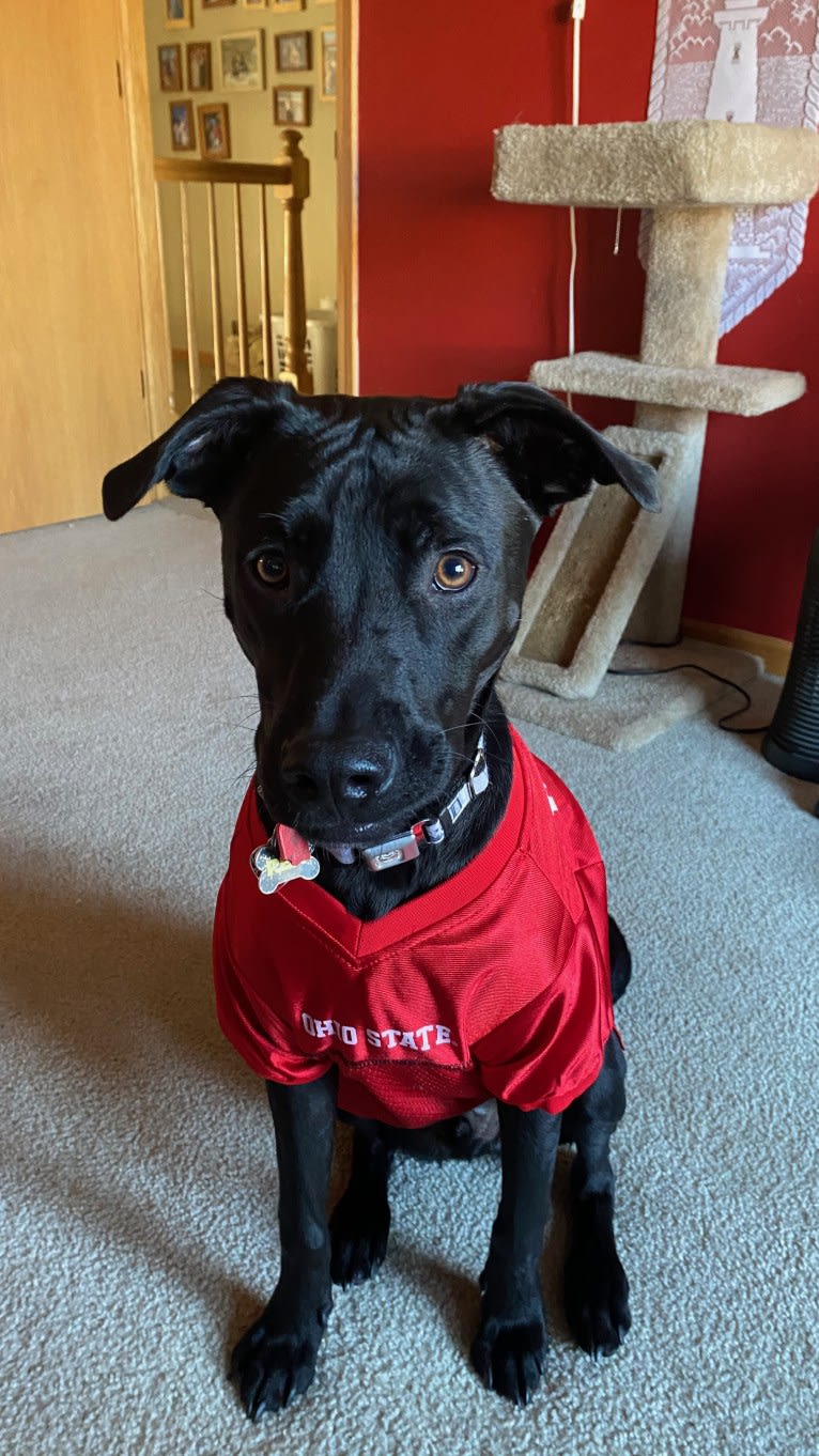 Rex, an American Pit Bull Terrier and Boxer mix tested with EmbarkVet.com