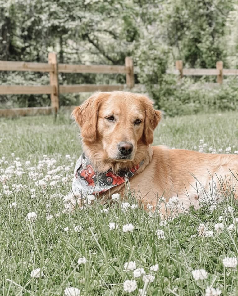 Marley, a Golden Retriever tested with EmbarkVet.com