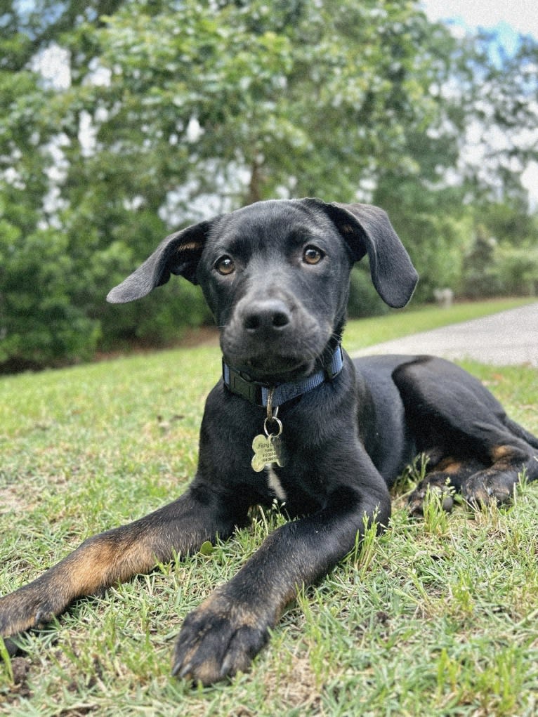 Bamf, an American Pit Bull Terrier and Dachshund mix tested with EmbarkVet.com