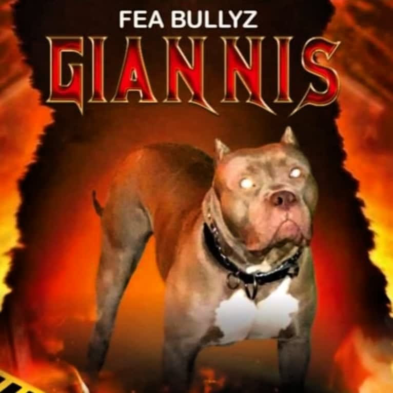 Giannis, an American Bully tested with EmbarkVet.com