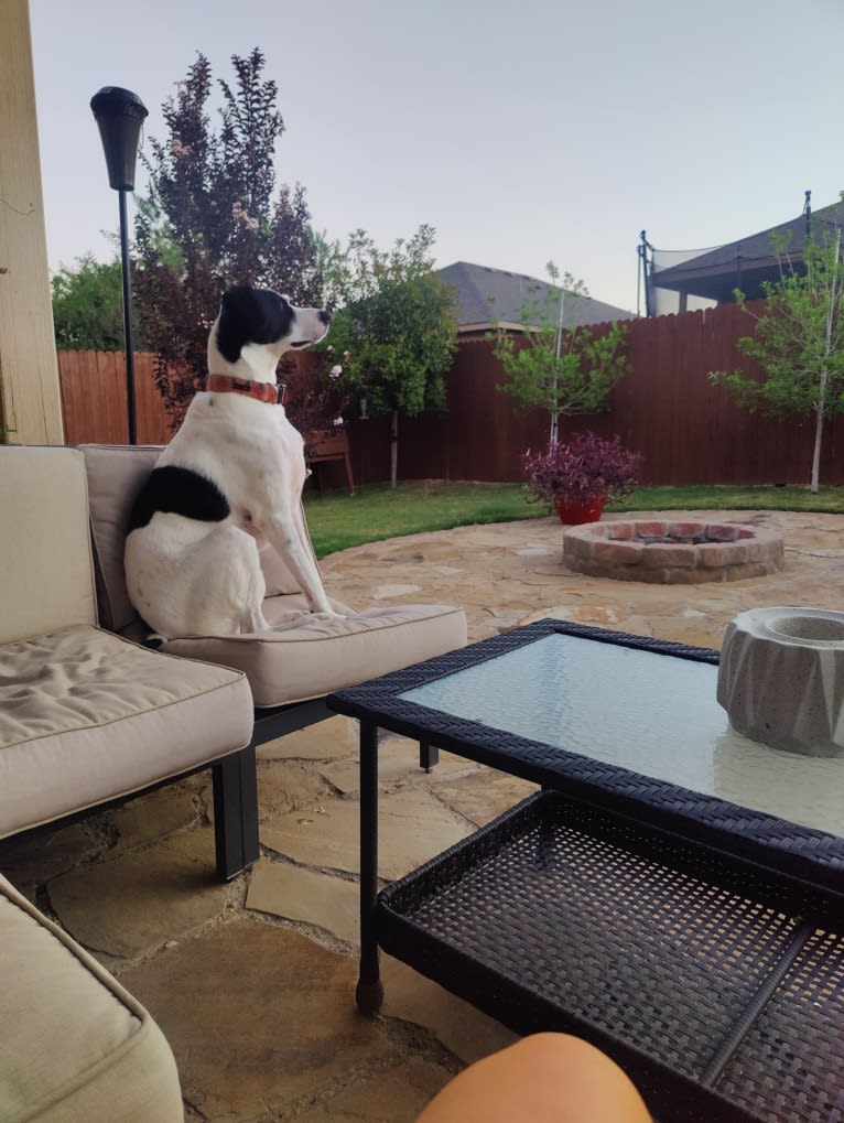 Chance, a German Shorthaired Pointer and Border Collie mix tested with EmbarkVet.com