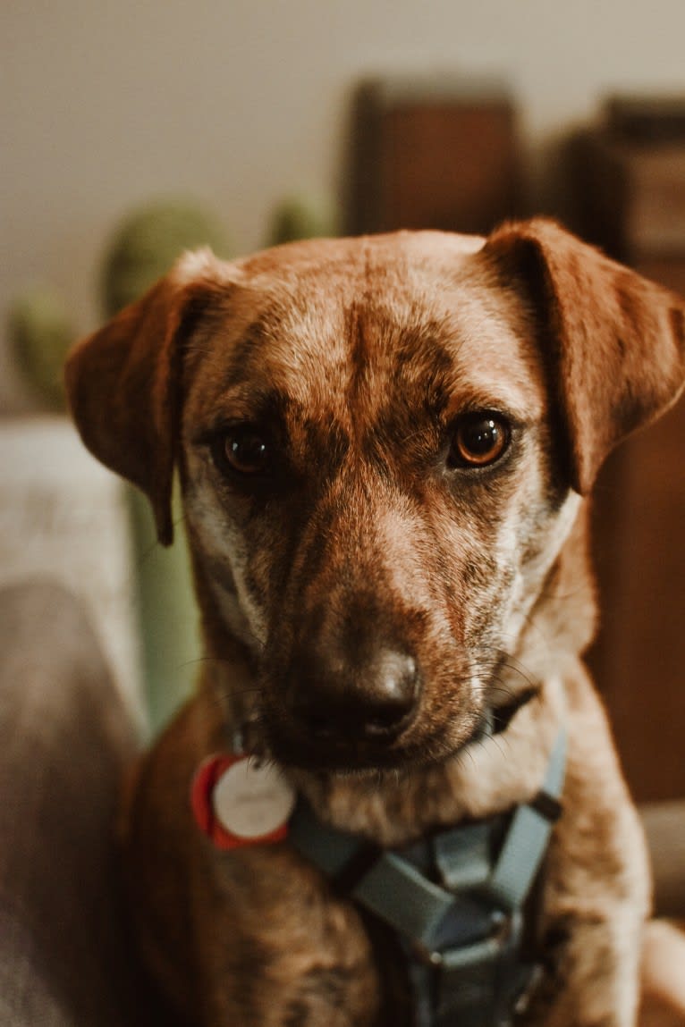 Josie, a Redbone Coonhound and American Pit Bull Terrier mix tested with EmbarkVet.com