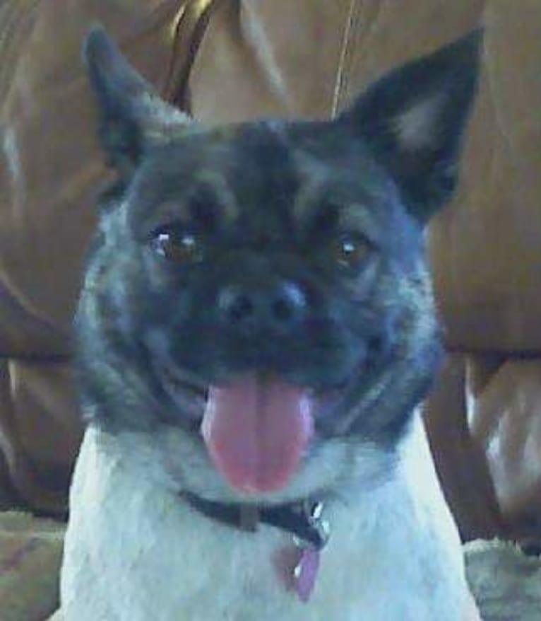 Snort, a Pug and Australian Cattle Dog mix tested with EmbarkVet.com