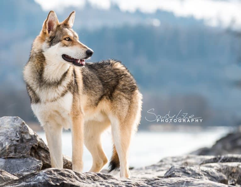 Giro, a Saarloos Wolfdog tested with EmbarkVet.com