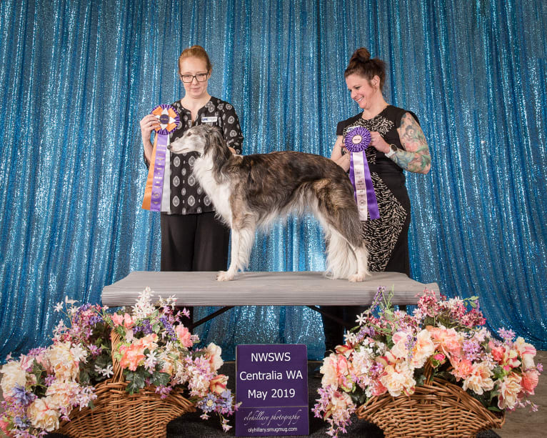 Kira, a Silken Windhound tested with EmbarkVet.com