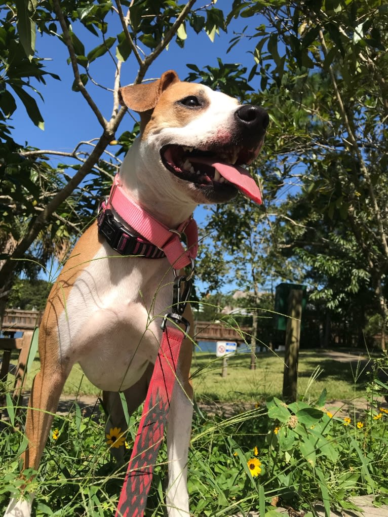 Cappucino, a Chihuahua and American Pit Bull Terrier mix tested with EmbarkVet.com