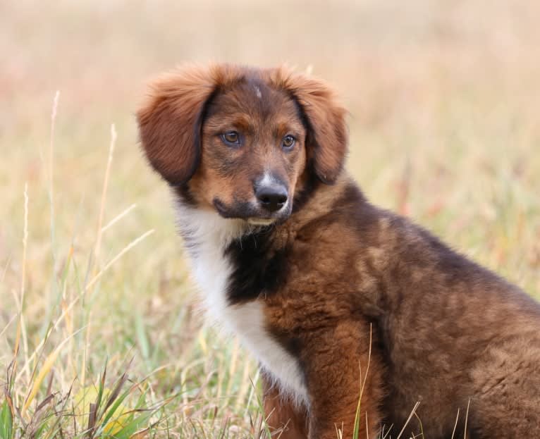 Burley, an English Shepherd tested with EmbarkVet.com