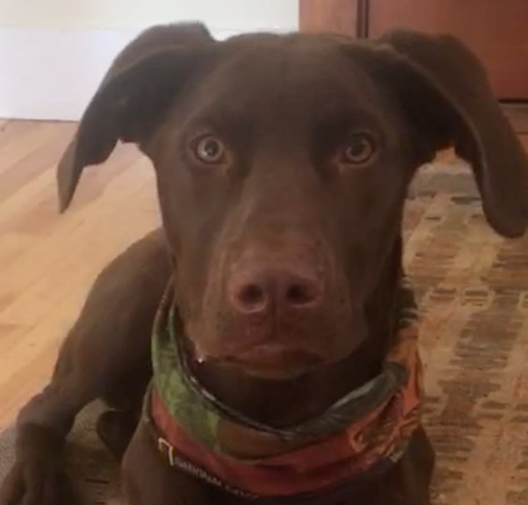 Zydeco, a Catahoula Leopard Dog and Labrador Retriever mix tested with EmbarkVet.com