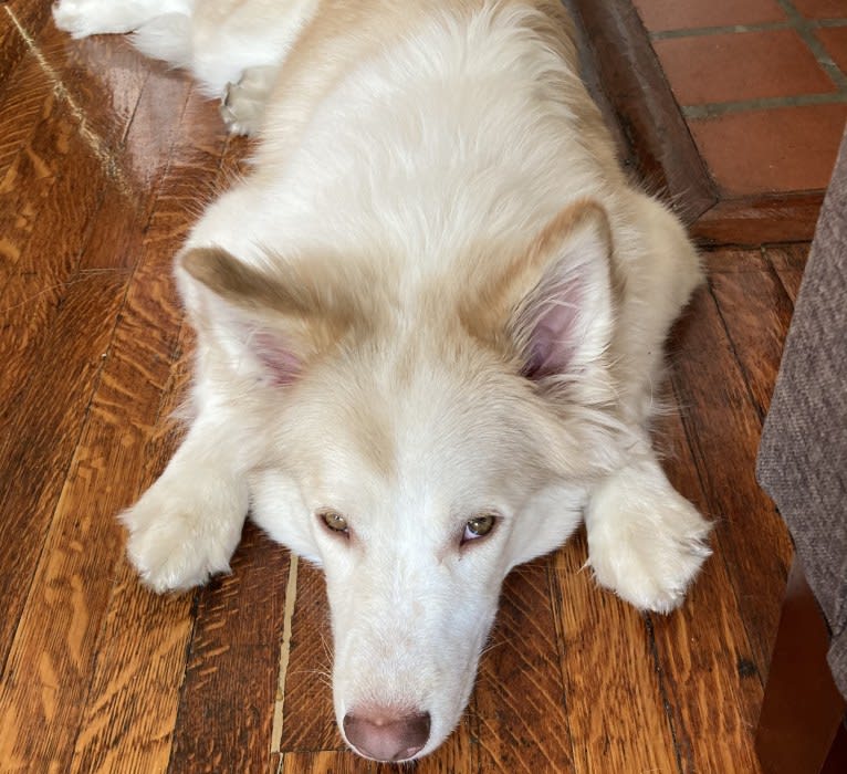 Odie, a Siberian Husky and Australian Cattle Dog mix tested with EmbarkVet.com