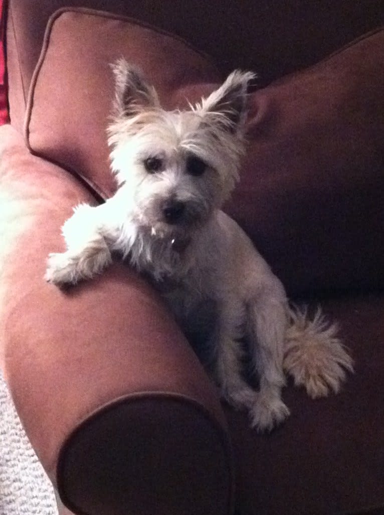 Tallulah, a Cairn Terrier tested with EmbarkVet.com