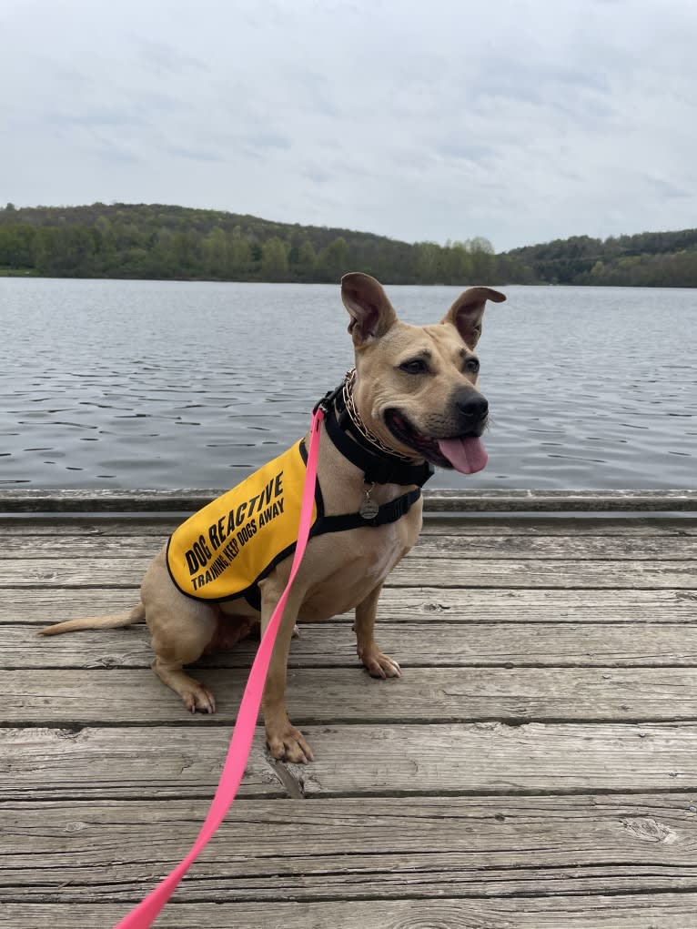 Winnie, an American Pit Bull Terrier tested with EmbarkVet.com