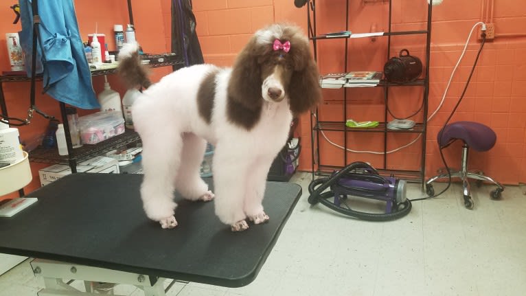 Beretta Briar, a Poodle (Standard) tested with EmbarkVet.com