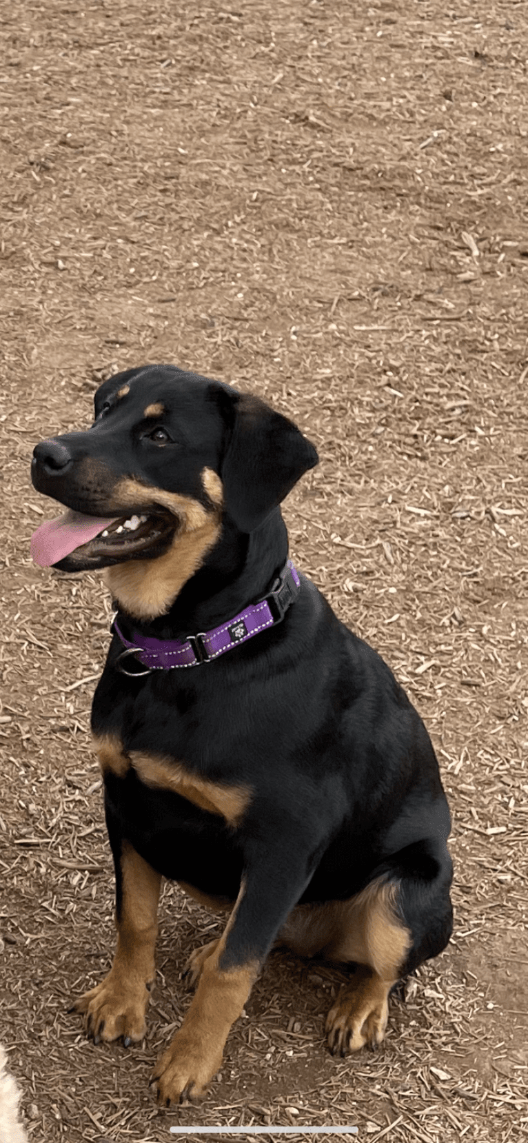 Nori, a Rottweiler and Great Pyrenees mix tested with EmbarkVet.com