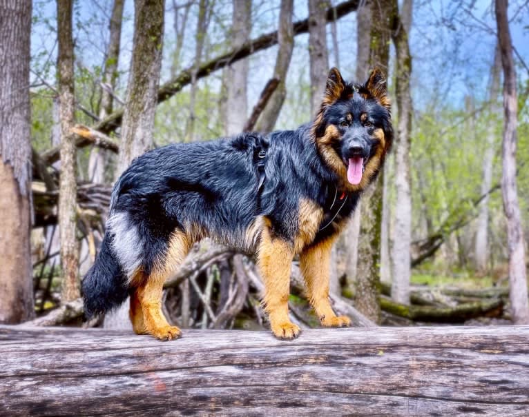 Hyperon Krosandra (Jaskier), a Bohemian Shepherd tested with EmbarkVet.com