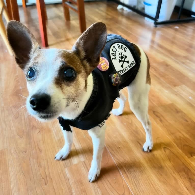 Delilah, a Russell-type Terrier and Rat Terrier mix tested with EmbarkVet.com