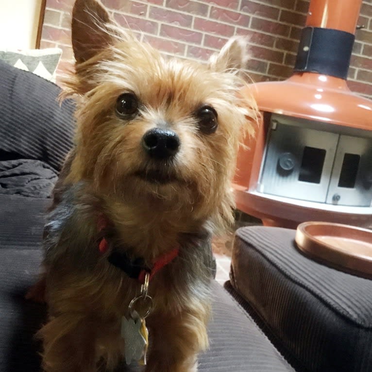 Razzee, a Yorkshire Terrier tested with EmbarkVet.com