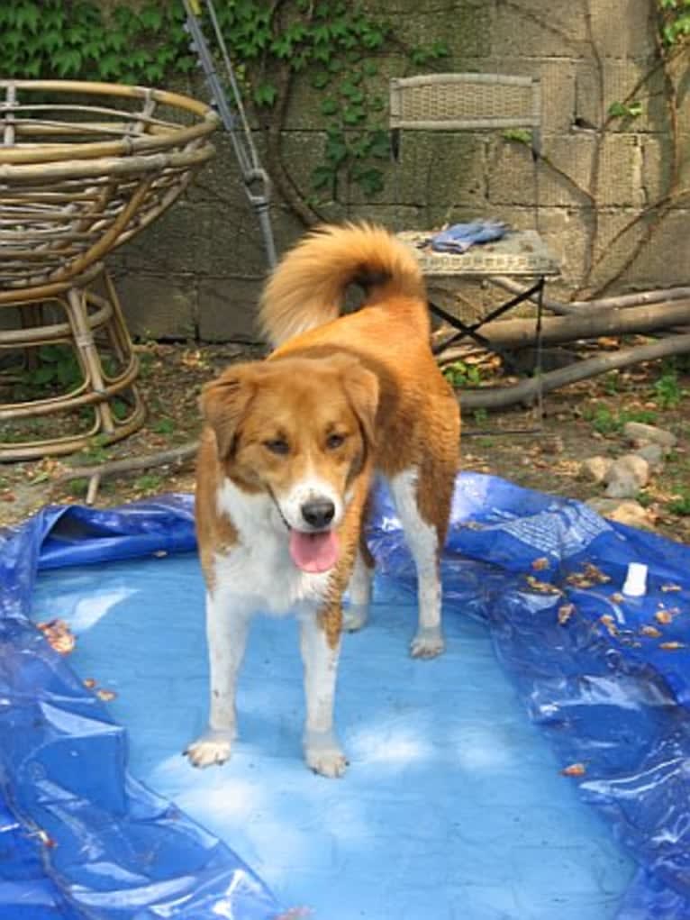 Bentley, a Chow Chow and Labrador Retriever mix tested with EmbarkVet.com