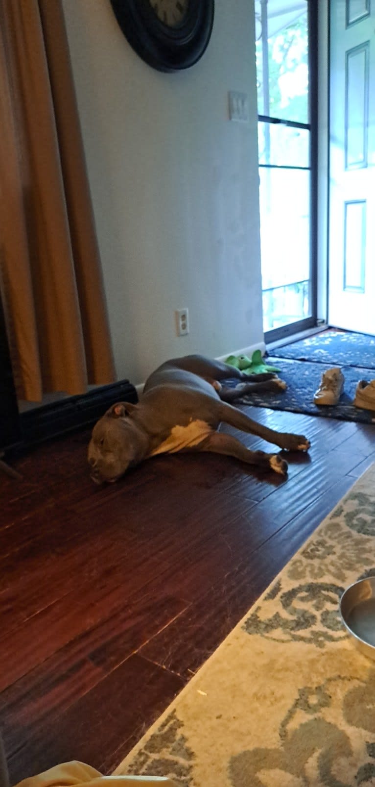 Killua, an American Bully tested with EmbarkVet.com