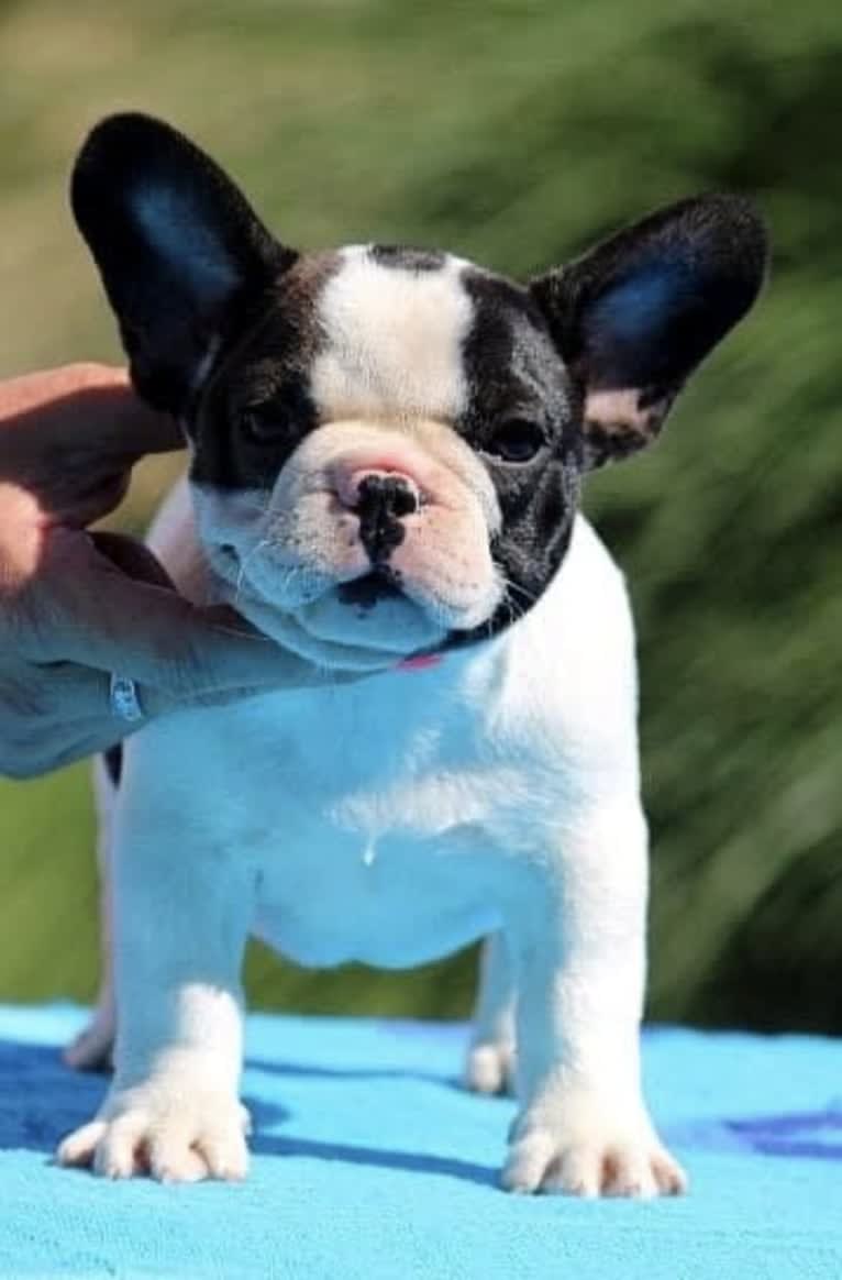 PEPPER, a French Bulldog tested with EmbarkVet.com