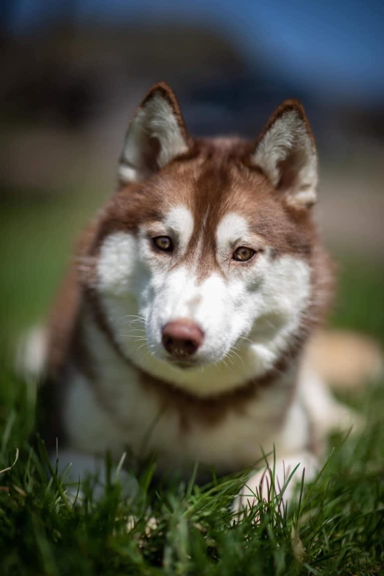 Flicker, a Siberian Husky tested with EmbarkVet.com