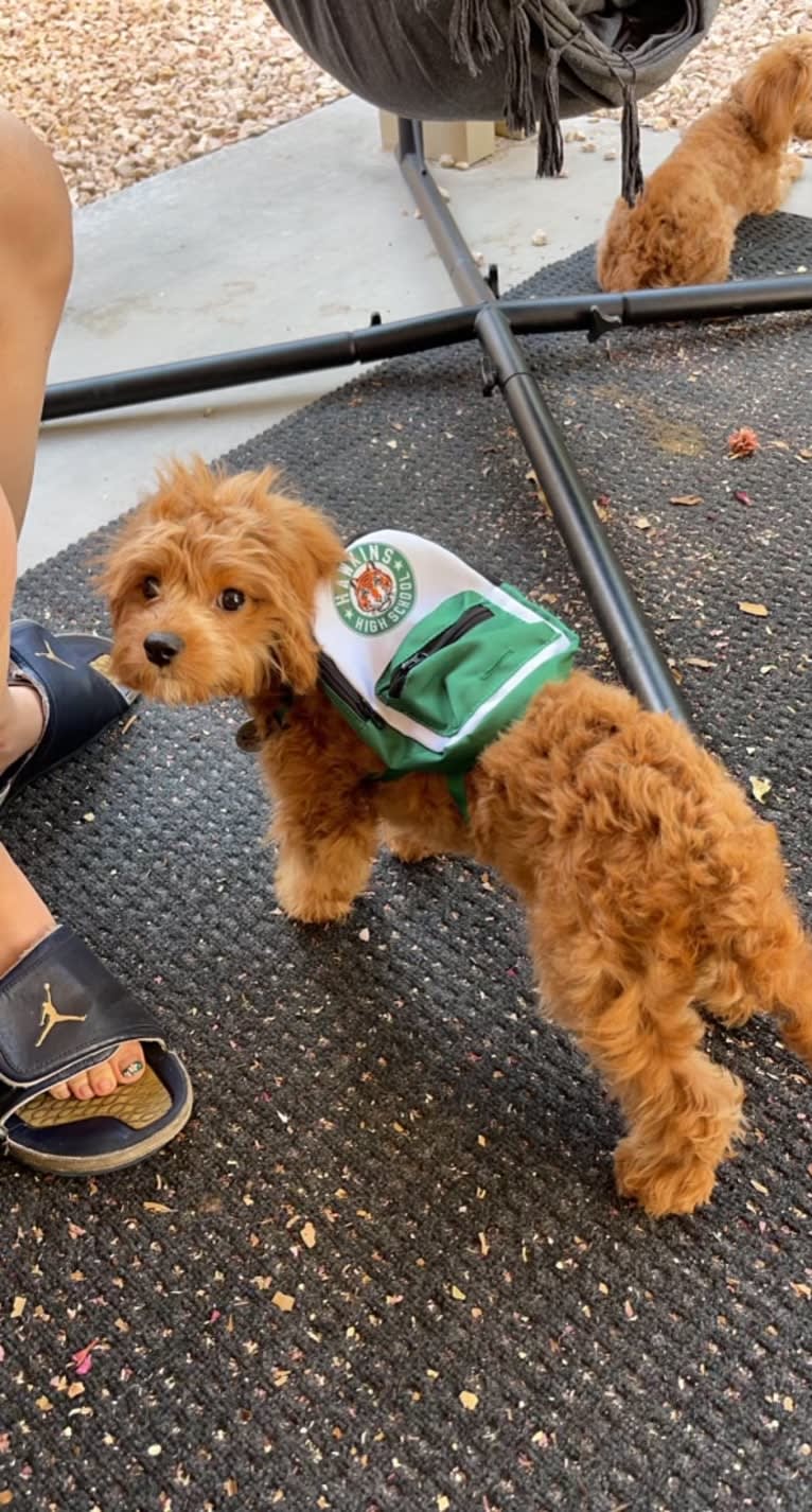 Peanut Butter, a Cavalier King Charles Spaniel and Poodle (Small) mix tested with EmbarkVet.com