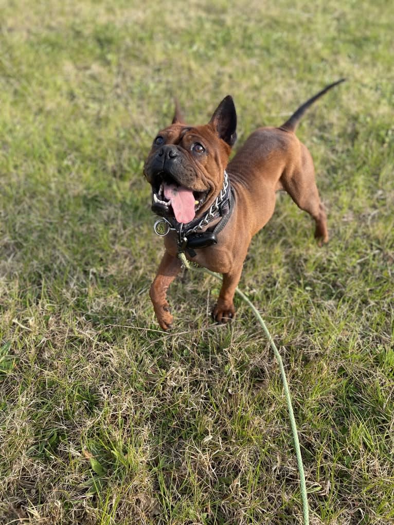 Shen, a Chinese Chongqing Dog tested with EmbarkVet.com