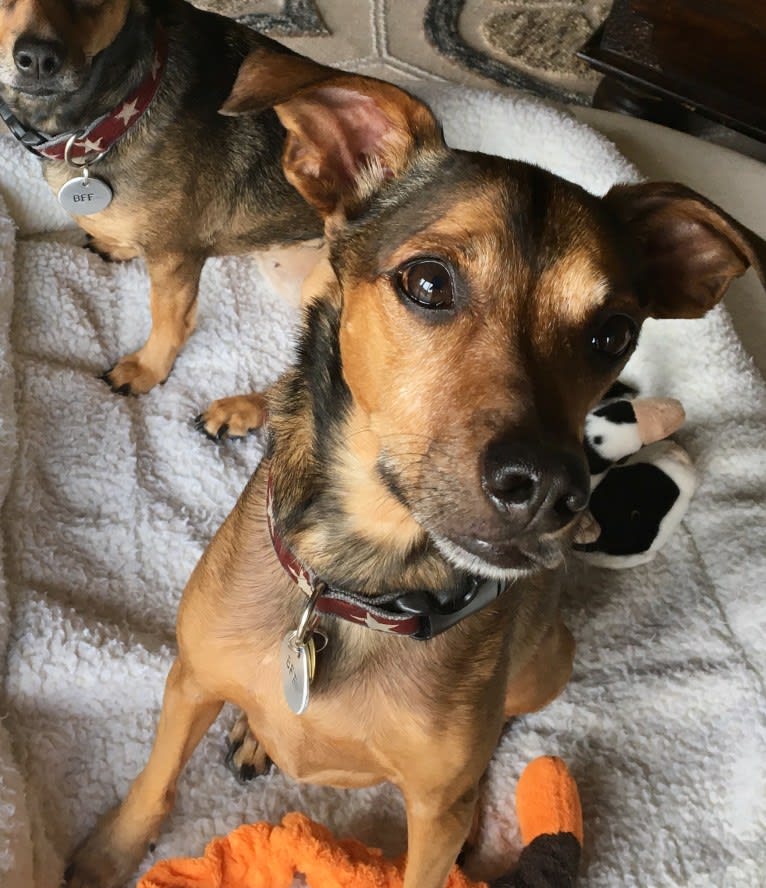 Leroy, a Dachshund and Boston Terrier mix tested with EmbarkVet.com