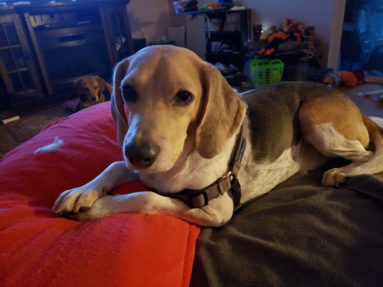 Snoopy, a Beagle and American Foxhound mix tested with EmbarkVet.com