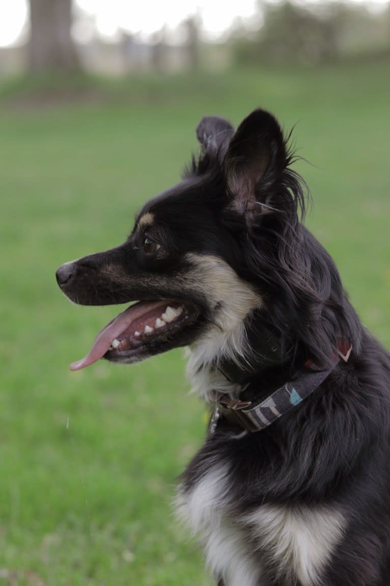 Cooper, an English Shepherd and Pomeranian mix tested with EmbarkVet.com