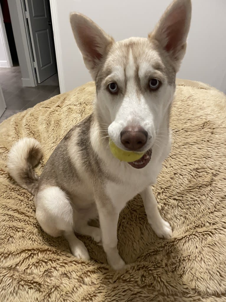 Azul, a Siberian Husky and Alaskan Malamute mix tested with EmbarkVet.com