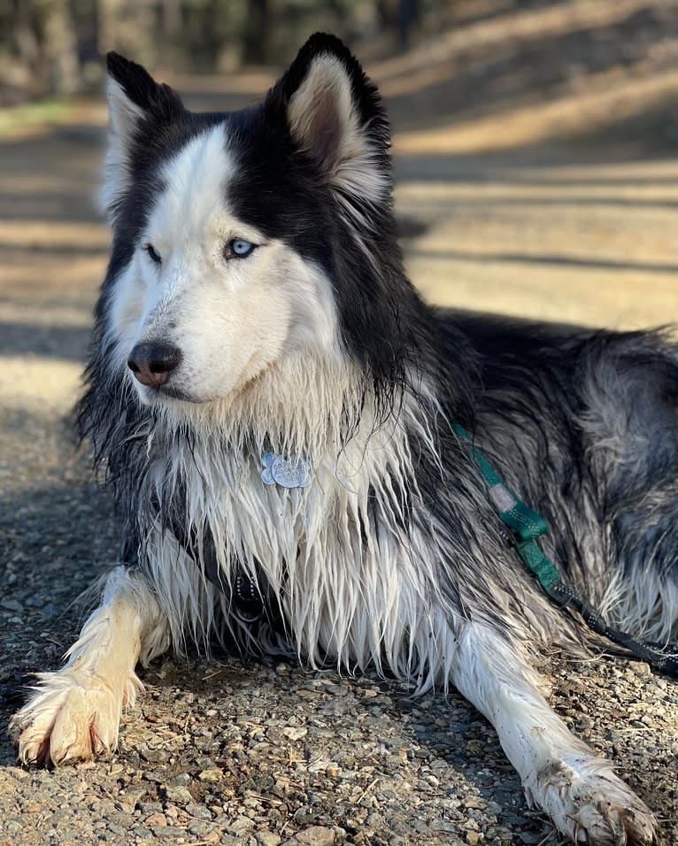 Jack, a Siberian Husky tested with EmbarkVet.com