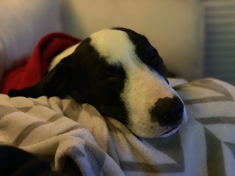 Wally, a Treeing Walker Coonhound and American Pit Bull Terrier mix tested with EmbarkVet.com