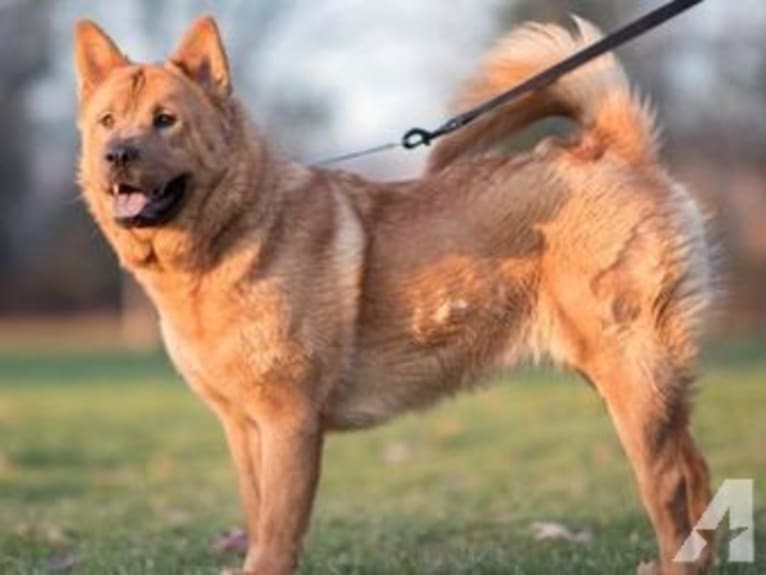 Penny, a Chow Chow and Rat Terrier mix tested with EmbarkVet.com