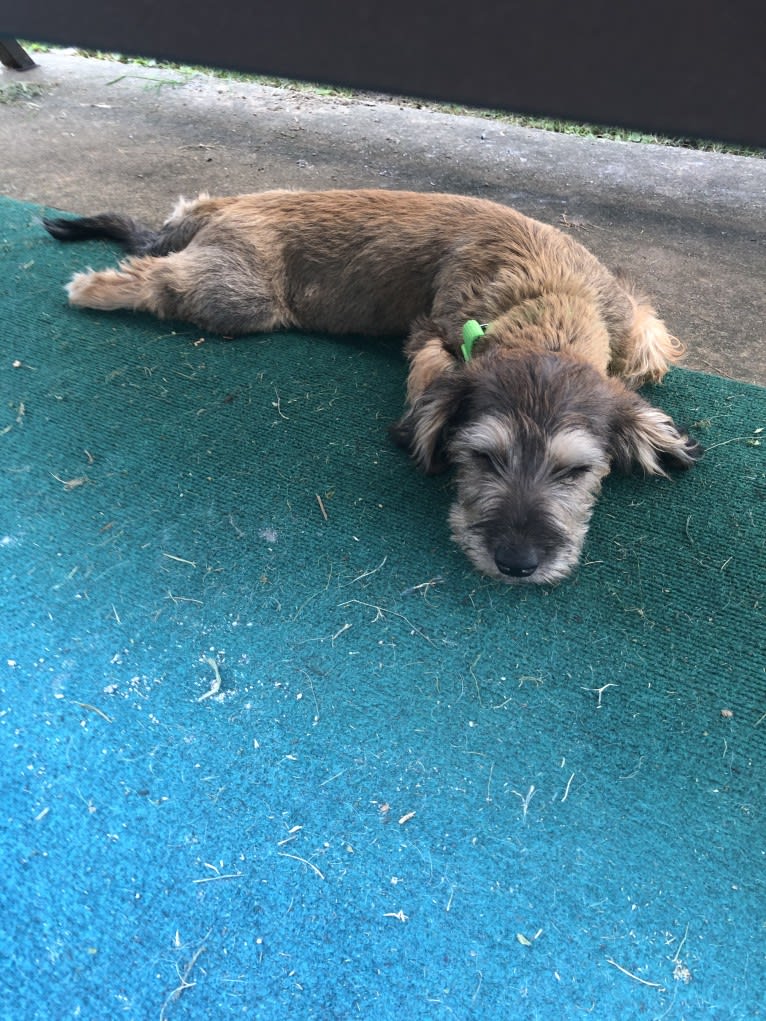 Rodney, a Miniature Schnauzer and Dachshund mix tested with EmbarkVet.com