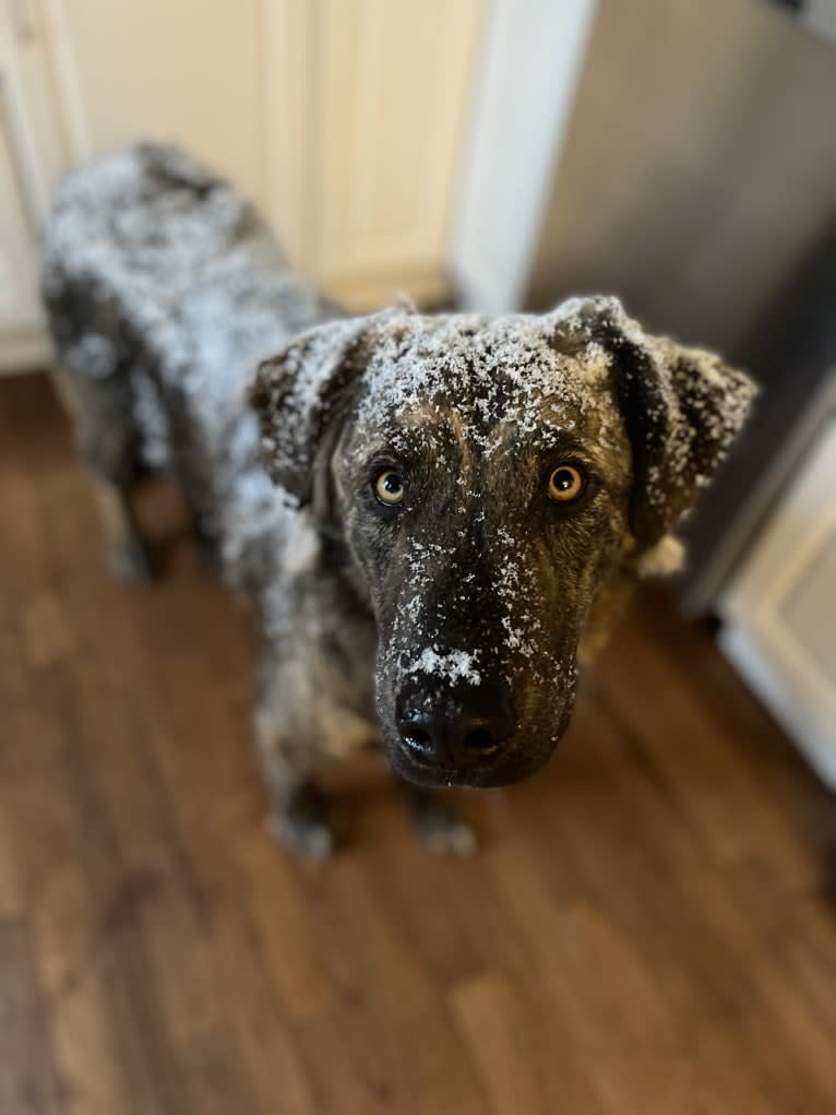 Theo, an Australian Cattle Dog and American Pit Bull Terrier mix tested with EmbarkVet.com