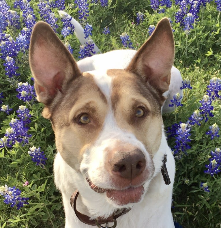 Winnie, an American Pit Bull Terrier and Chow Chow mix tested with EmbarkVet.com