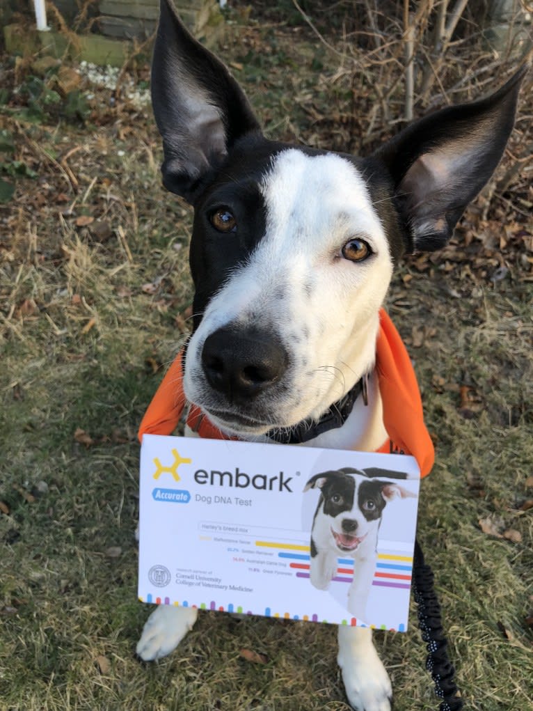 Merlin, an American Staffordshire Terrier and Australian Cattle Dog mix tested with EmbarkVet.com