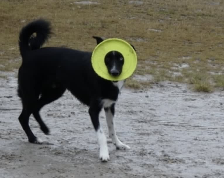 Yambo, a German Shepherd Dog and Siberian Husky mix tested with EmbarkVet.com