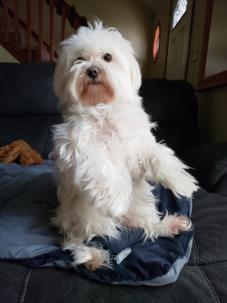 Oden, a Maltese tested with EmbarkVet.com