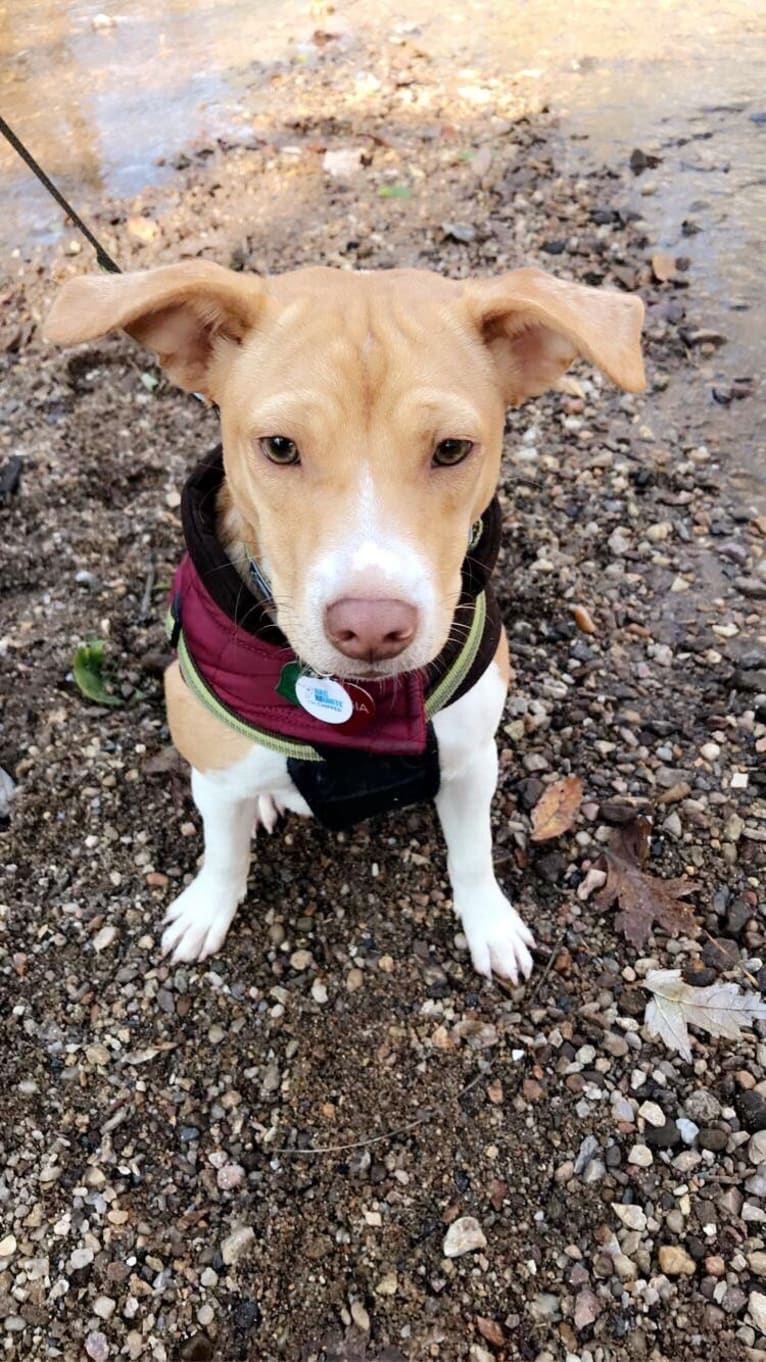 Georgia, a Russell-type Terrier and Chinese Shar-Pei mix tested with EmbarkVet.com