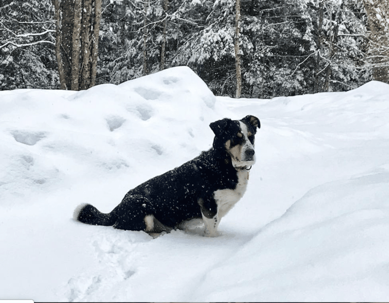 Franklin, a Labrador Retriever and Australian Shepherd mix tested with EmbarkVet.com